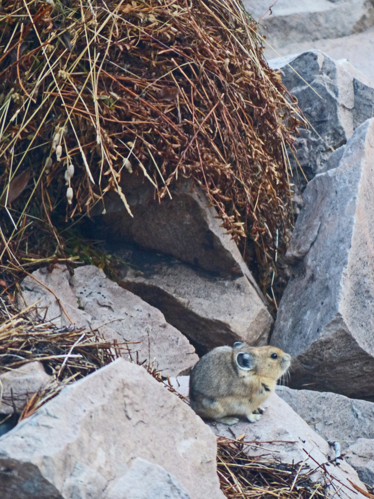 High Country Pika