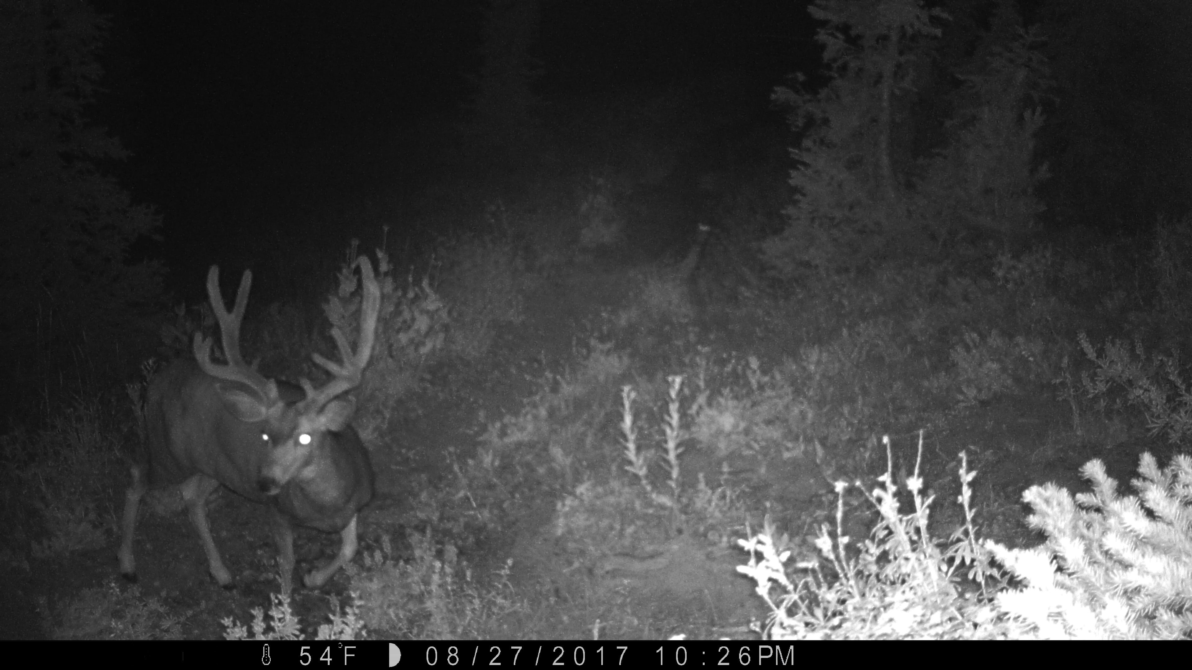 4 Point Mule Deer buck at night