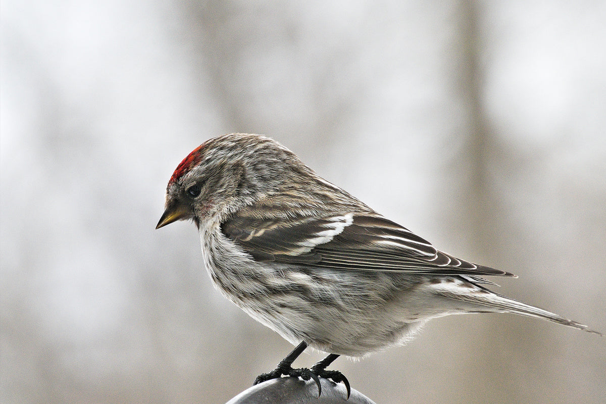 The Winter Finch Forecast for 20222023 Projections, Predictions, and