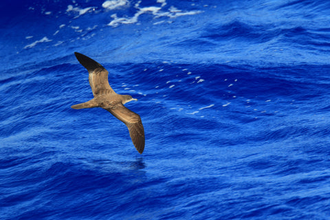 Wedge-tailed shearwater Puffinus pacificus in Japan valley farms wild bird food