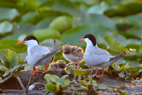 Common tern (Sterna hirundo) on colony, with chick  valley farms wild bird food nature wildlife