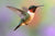 SWEET SEED All-Natural Hummingbird Nectar Value 3 Liter Bag