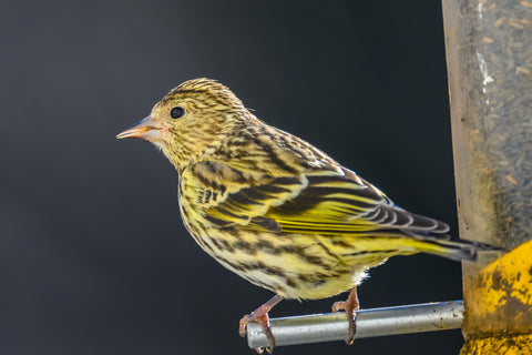 valley farms pine siskin wild bird food finch