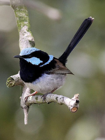 Valley Farms Bird Blog Post Image Superb Fairy Wren Australian Bird