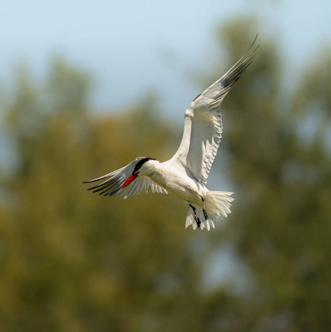 Hunter Caspian Tern