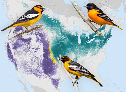 Valley Farms orioles baltimore bullock map 