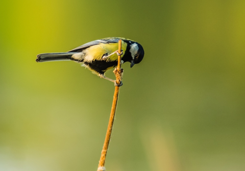 valley farms wild bird food chickadee great tit nature cute