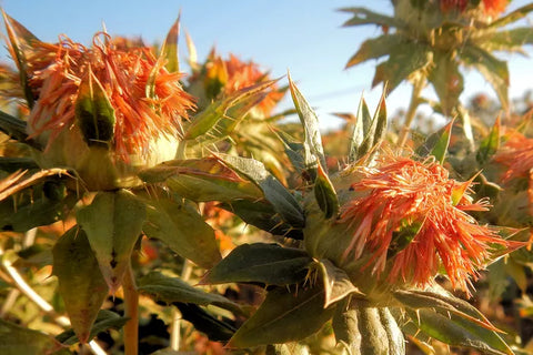 Safflower is more than just a pretty plant