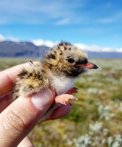 common tern artic chick valley farms wild bird food migration