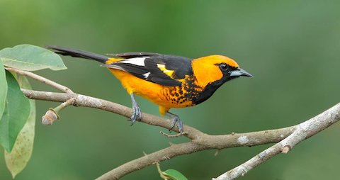 Breaking Down the Different Types of North American Orioles