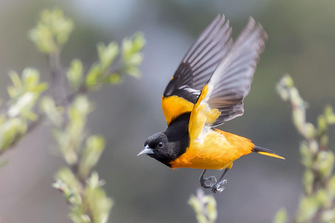 How to Identify Different Species of Orioles - Mosaic Birds Blog