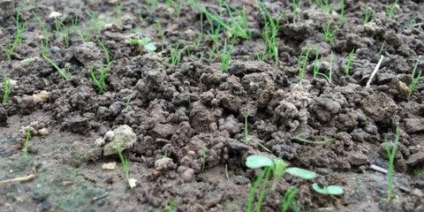 Plants growing in soil