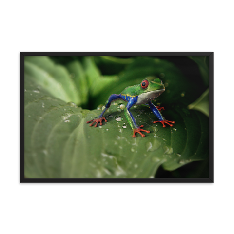 Tableau Design Deco Tropical Grenouille