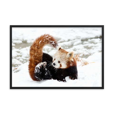 Tableau Panda Roux dans la Neige