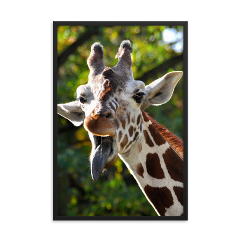 Tableau Déco Tête de Girafe (La Comique)