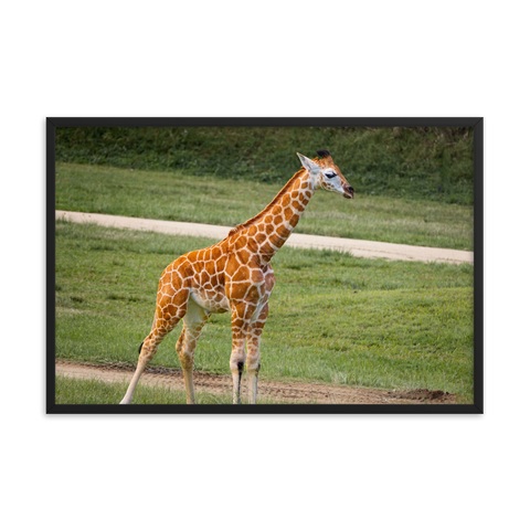 Tableau Girafe Bébé en Balade