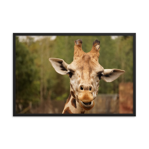 Tableau Déco Tête de Girafe (La Sérieuse)