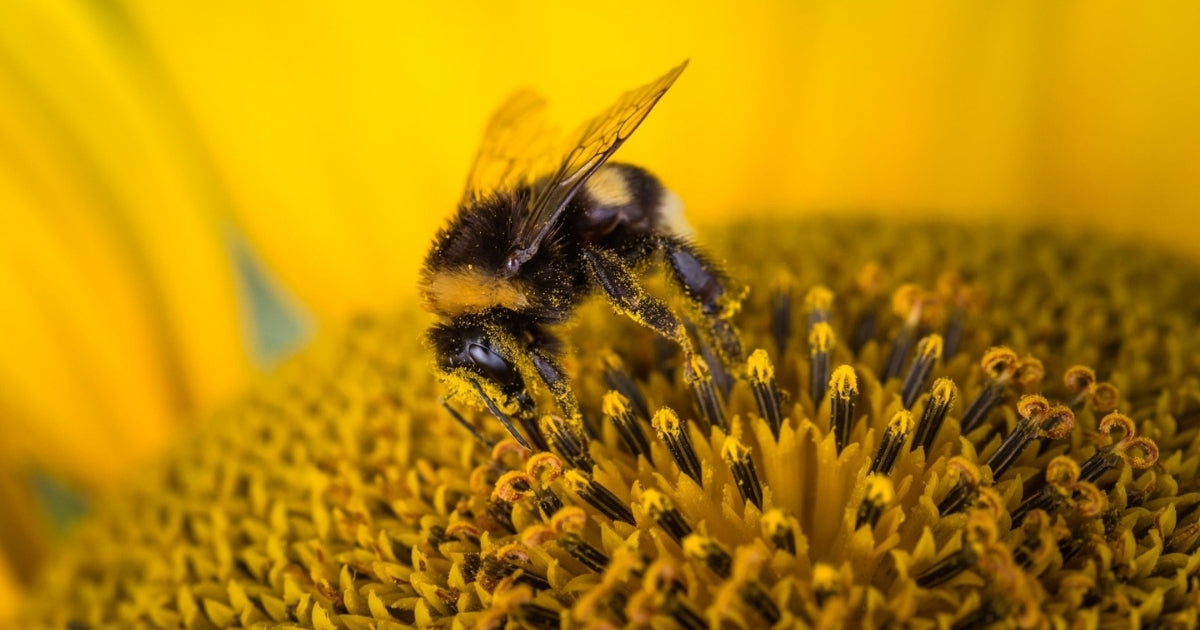 Bee Pollen