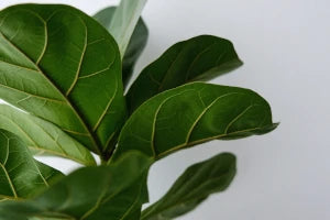 Ficus