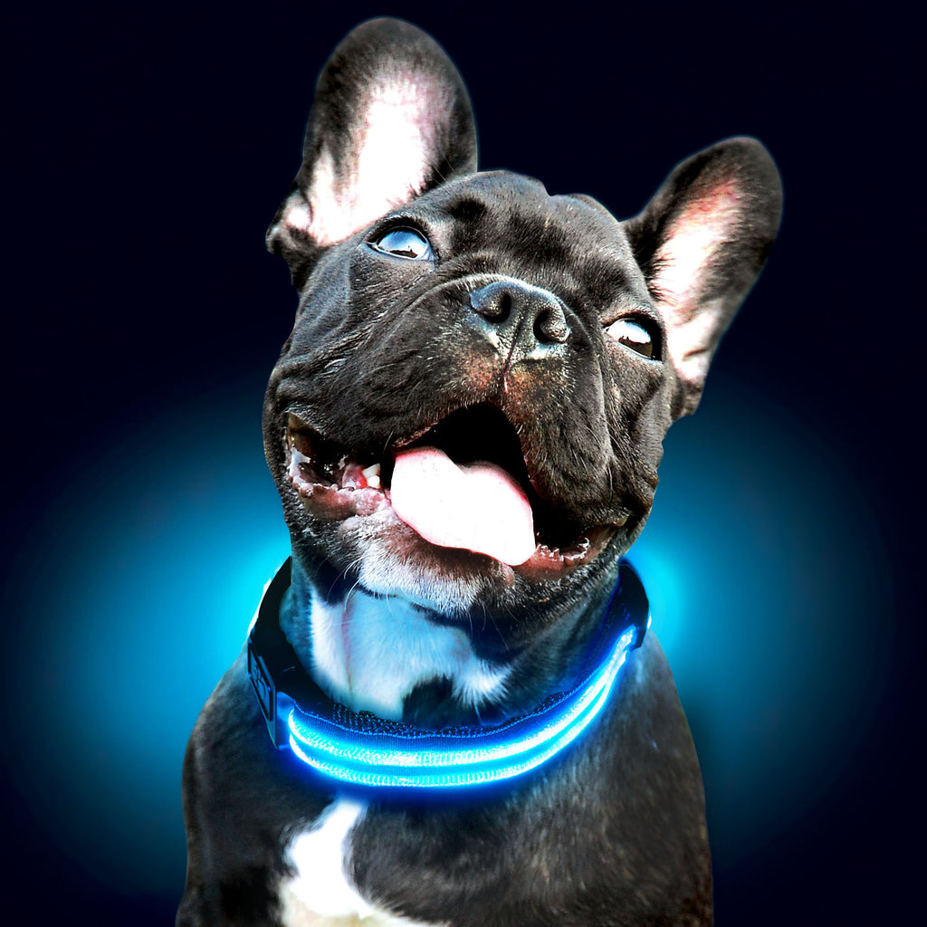 LED Glow In The Dark Dog  Collar Captain Trends
