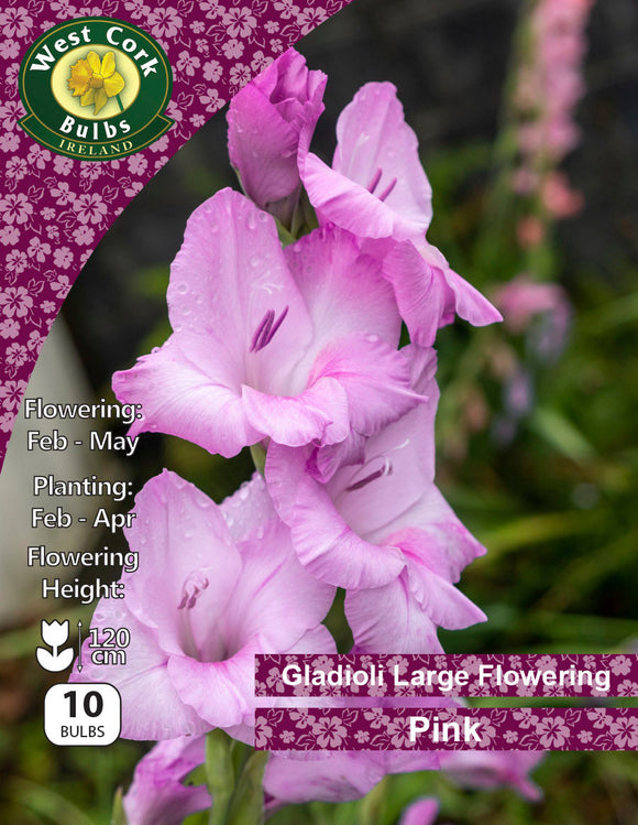 are gladiolus toxic to cats and dogs