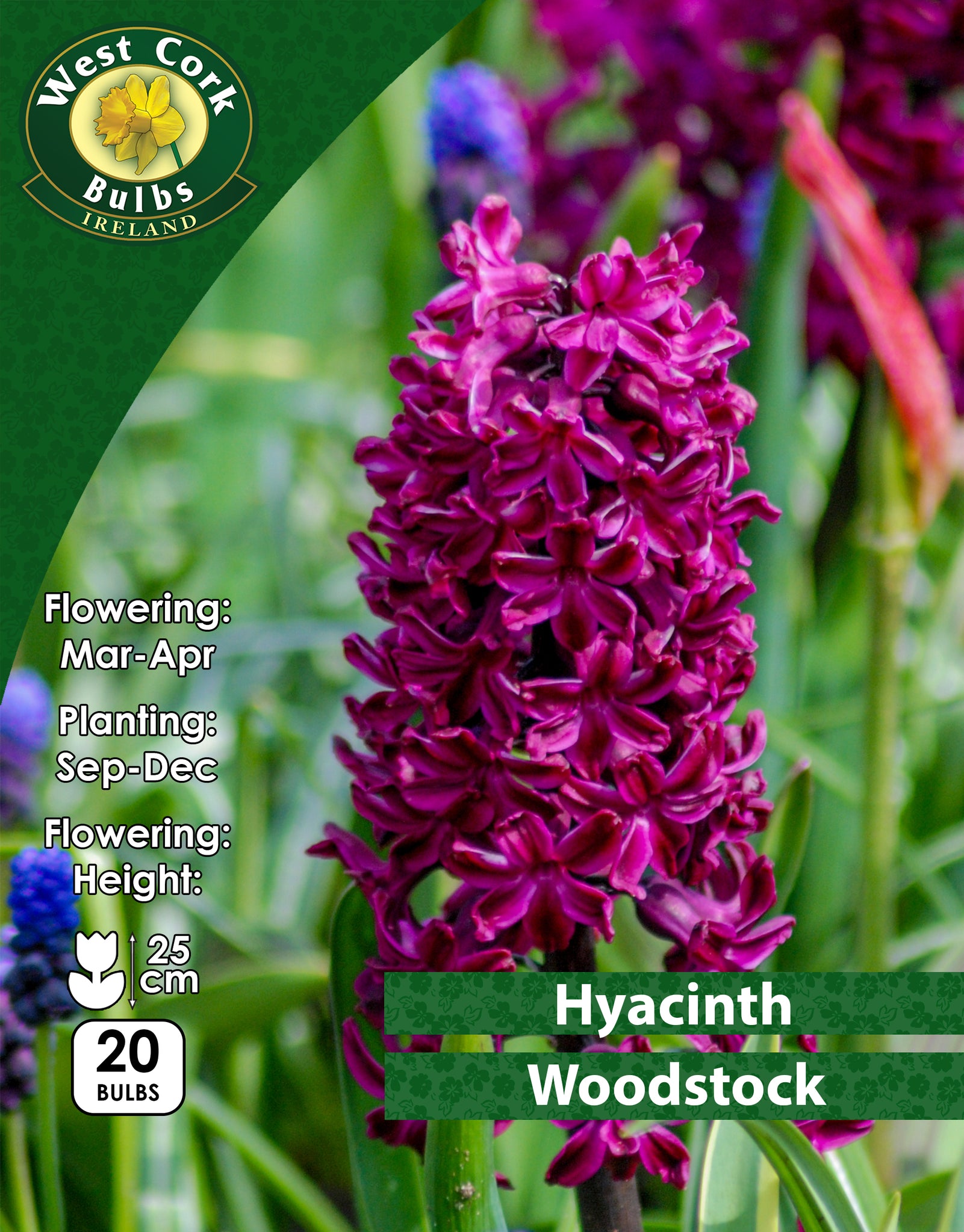 do animals eat hyacinth bulbs