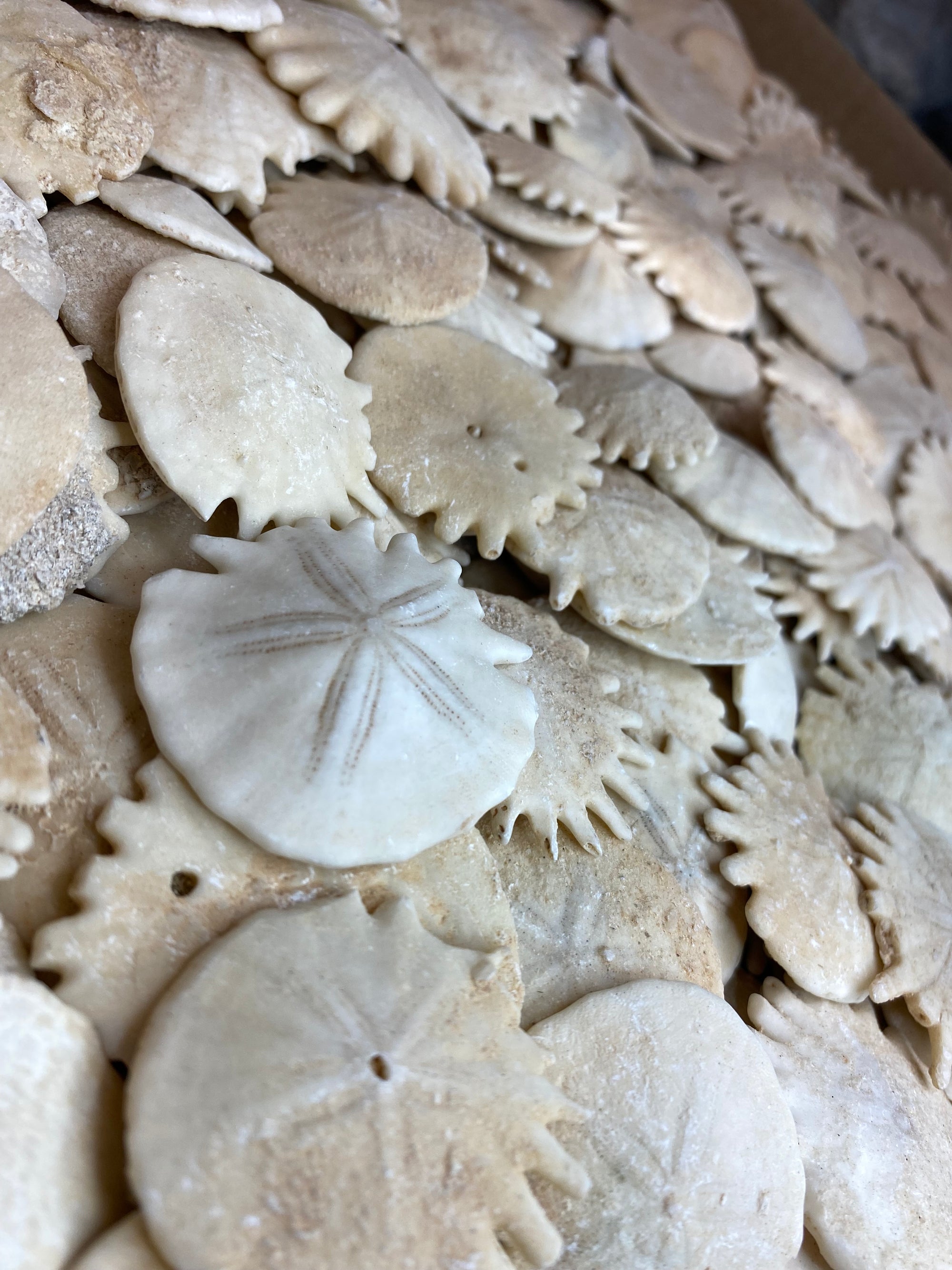 Heliophora sand dollar fossil - Dino Lab Inc