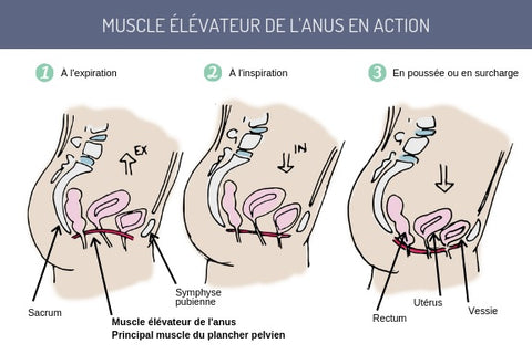 périnée position toilettes