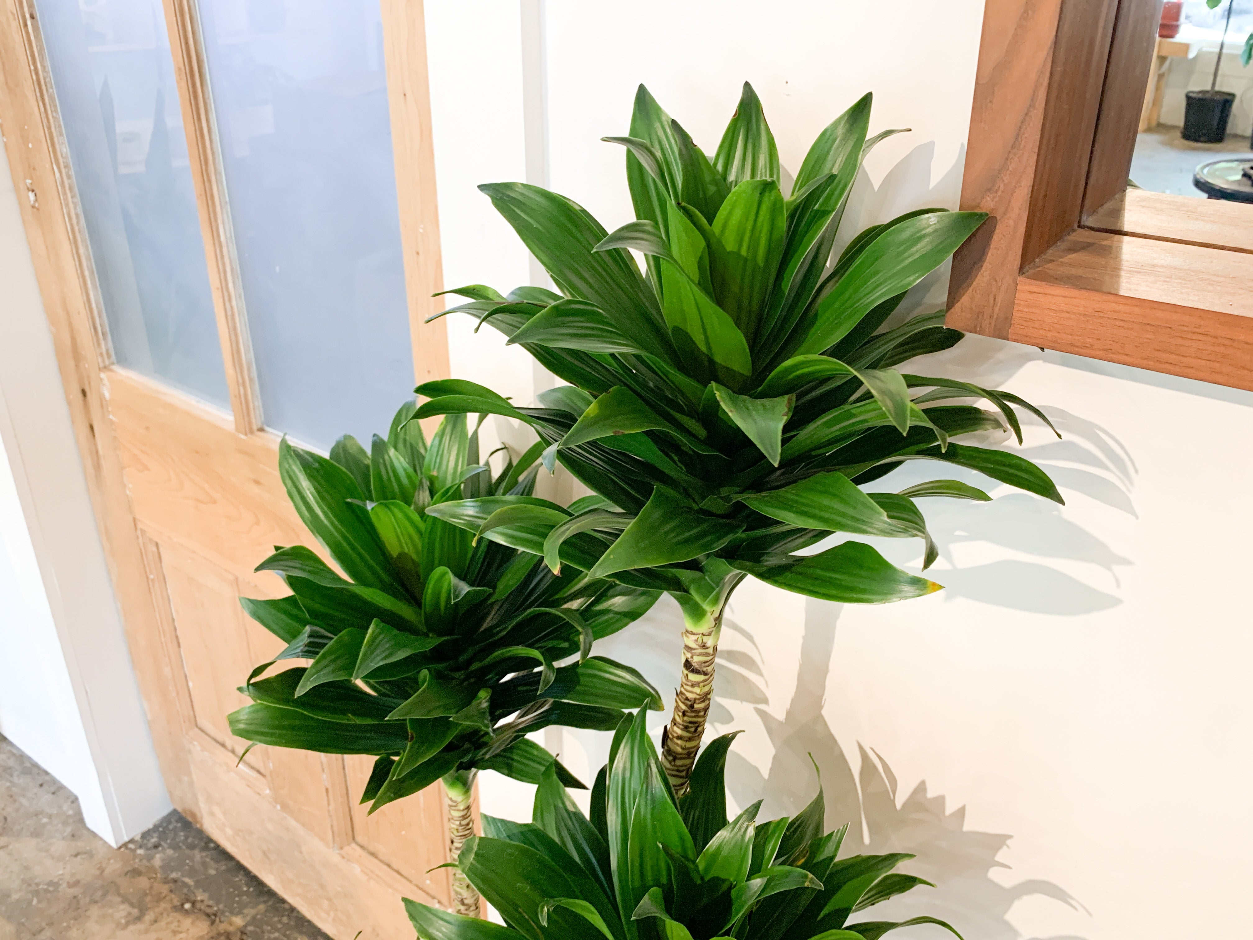 dracaena compacta