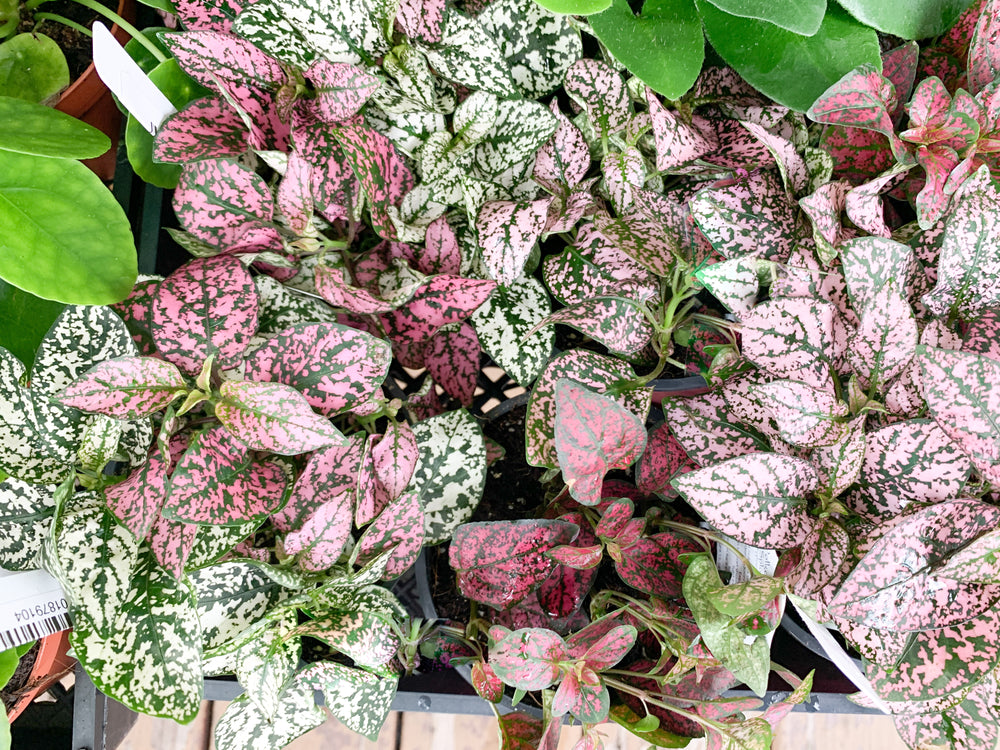 4” Assorted Hypoestes 'Polka Dot' Plant | Frond Plant Shop