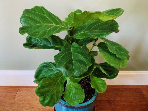 How To Grow Indoor Fiddle Leaf Fig Tree Ficus Lyrata Microbial Applications Inc