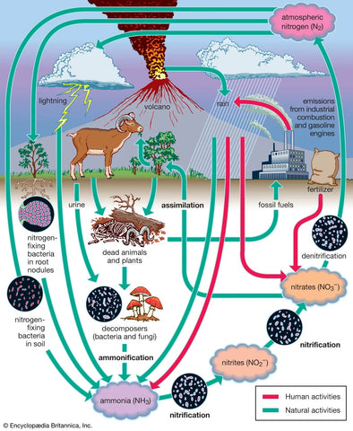 nitrogen fixing bacteria