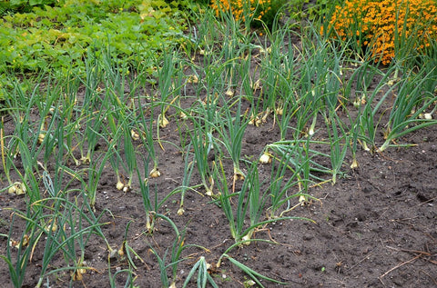 onion field