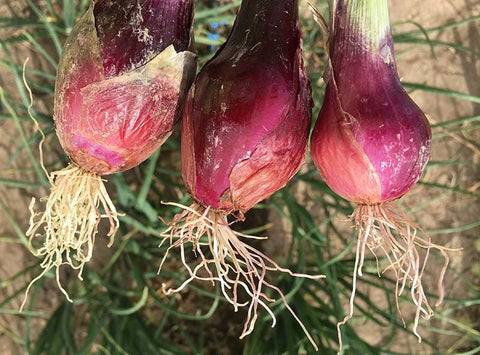onion pink root
