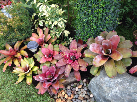 bromeliads garden