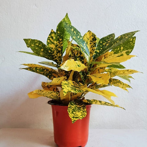 Goldstar Croton