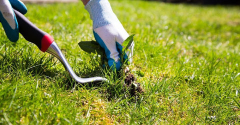 weed control