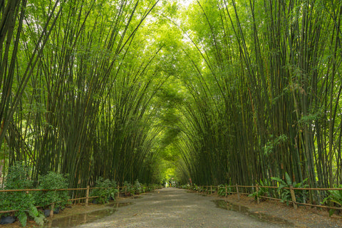 Bebekish Forest