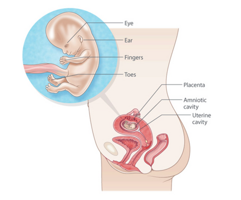 first trimester