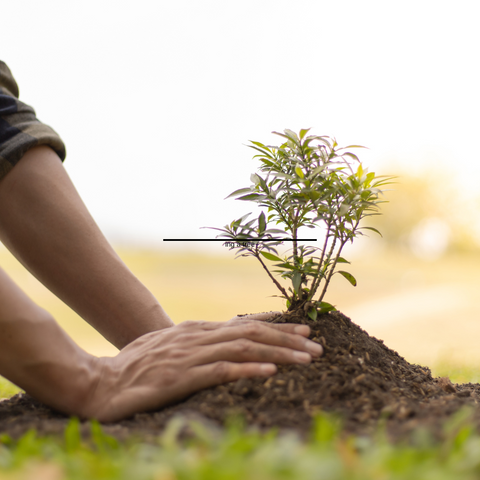 planting a tree