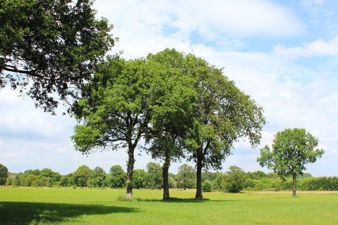 trees in the nature - bebekish forest