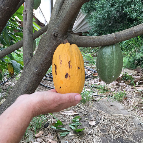 Cocoa on tree