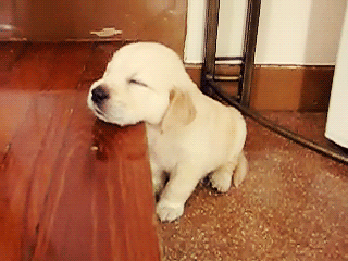 Happy Linen Company | Affordable Bedding | Sleeping Dog GIF