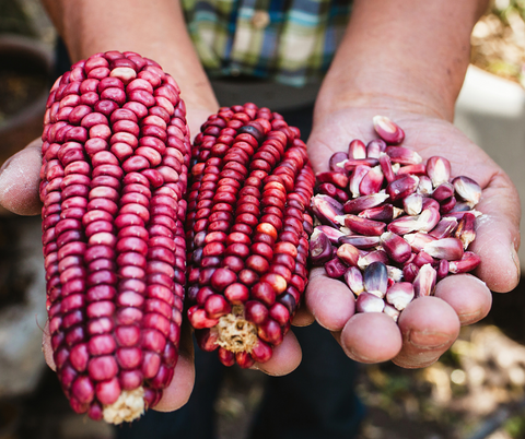 Jimmy Red Corn