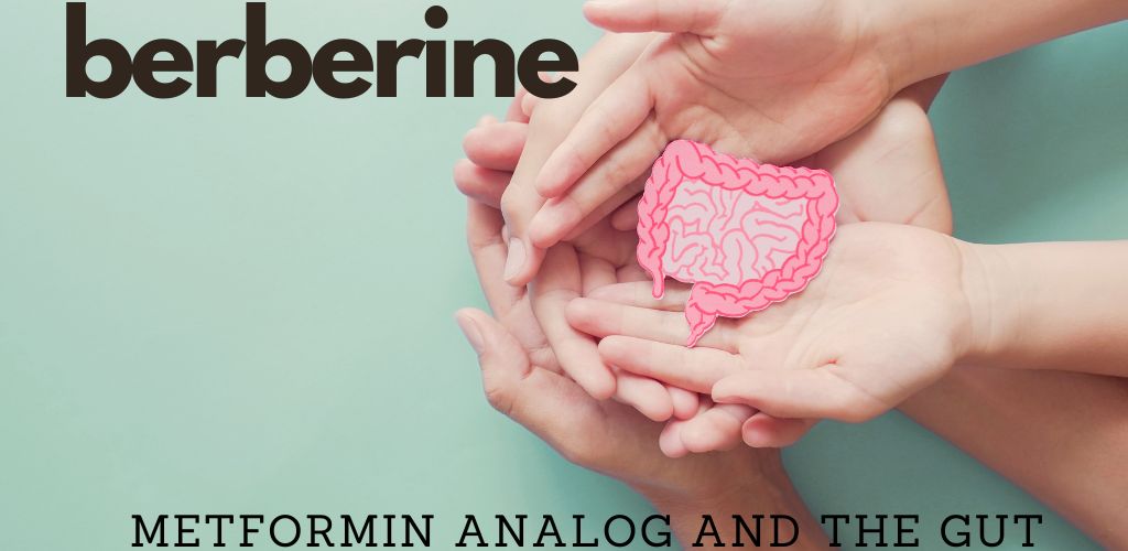 berberine versus metformin for gut