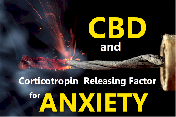cbd and corticotropin releasing factor for anxiety