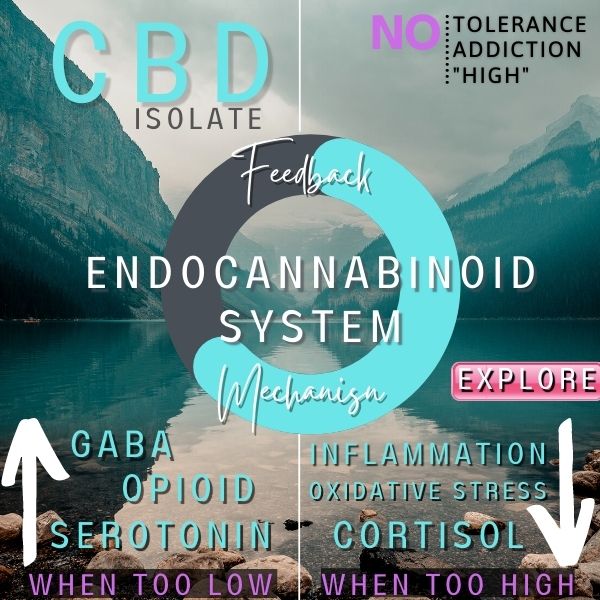 how does cbd affect endocannabinoid system