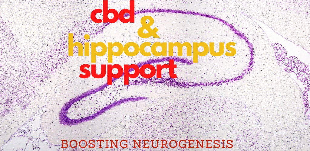 cbd and hippocampus repair