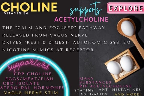 choline and acetycholine