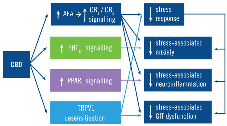 cbd and stress